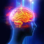A biológia rejtelmei: Hogyan működik az emberi agy?