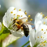 A méhek titkos élete: Miért létfontosságúak a pollentermelésben?