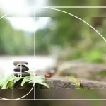 A Fibonacci-számok titkai: Miért fontosak a természetben?